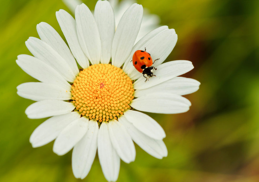 A Pollinator Favourite and a Long Bloomer.