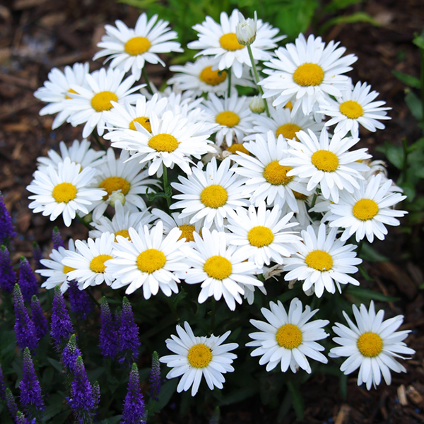 Leucanthemum superbum Snow Lady