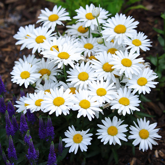 Leucanthemum x superbum 'Snow Lady'