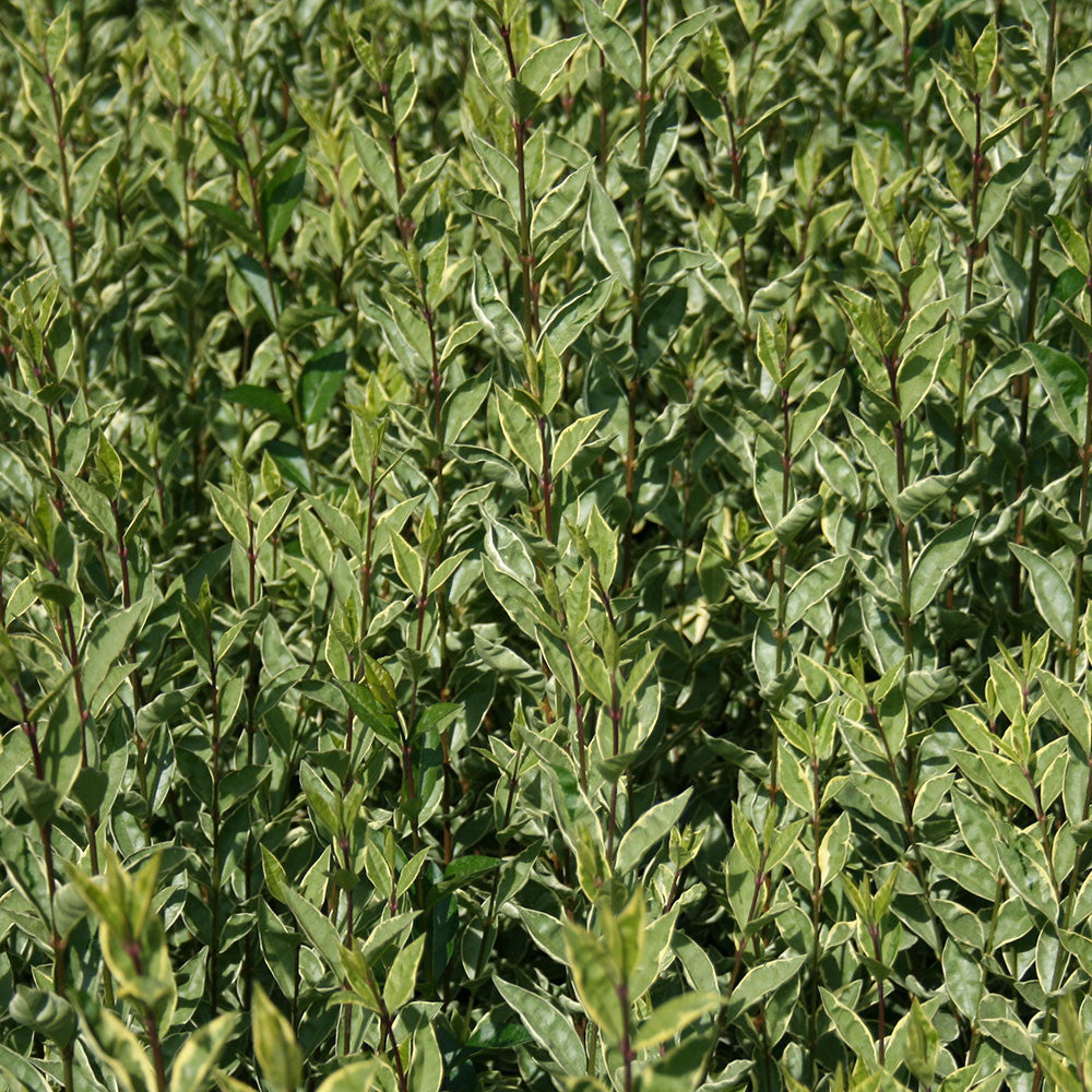 A dense cluster of Ligustrum Argenteum - Variegated Privet, with its vibrant green and white leaves, creates a lush landscape.