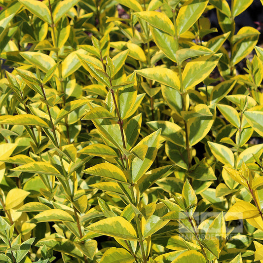 The Ligustrum Aureum (Gold Privet) features bright yellow and green variegated leaves. Its dense foliage, highlighted by sunlight, makes it an ideal evergreen shrub for hedging.