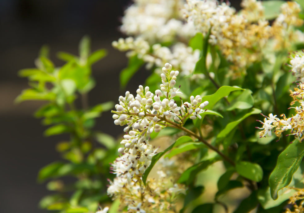 Ligustrum: A Classic Choice for Structure and Style.