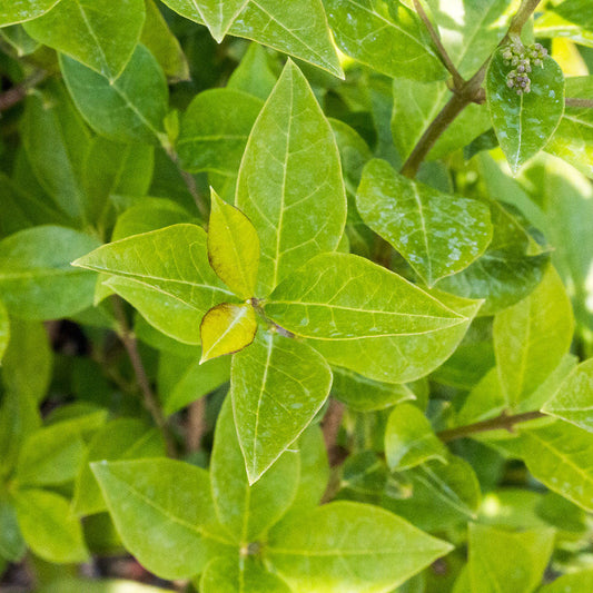 Close-up of Ligustrum ovalifolium - Green Privet leaves featuring pointed tips and subtle veins, arranged in a star-like pattern, set against an evergreen backdrop with additional foliage.