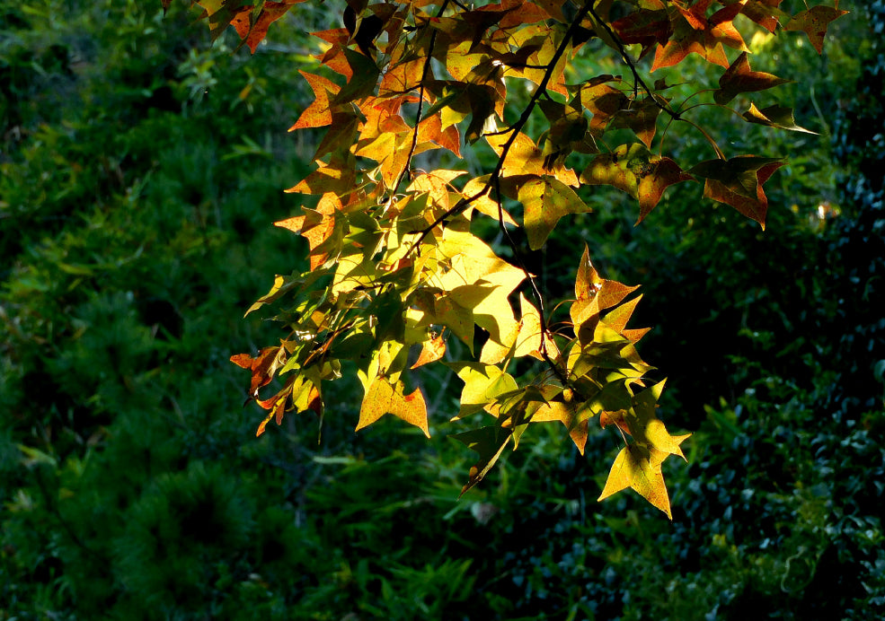 Sunlit autumn leaves on a tree branch, displaying shades of yellow and orange against a green, blurred background.