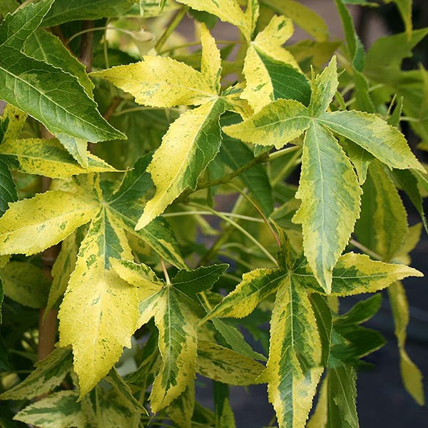 The enchanting green and yellow variegated leaves of the Liquidambar Aurea - Sweetgum Tree offer a captivating display of changing leaf colours, enhancing the visual interest in any garden.