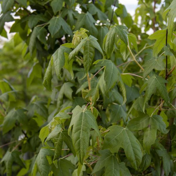 Close-up of lush green leaves on a compact tree, featuring numerous pointed tips and a subtly serrated edge pattern. These vibrant features are characteristic of the Liquidambar Golden Sun - Sweetgum Tree.