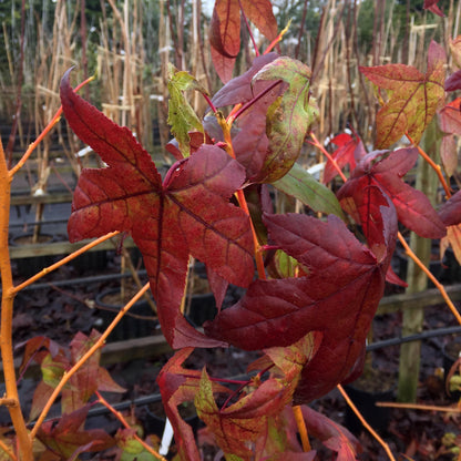 A close-up of red autumn leaves from a Liquidambar Golden Sun - Sweetgum Tree highlights their vibrant beauty against the backdrop of bare branches. Known scientifically as Liquidambar styraciflua, this compact tree creates a stunning display of fall's vivid artistry.