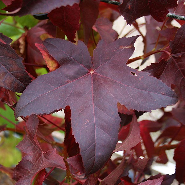 Close-up of a red maple leaf with a star-like shape, surrounded by the rich autumn colours often seen in Liquidambar Lane Roberts - Sweet Gum Tree.