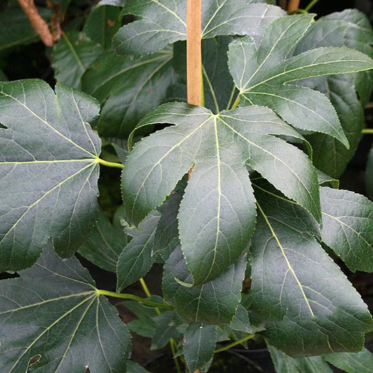 Characterized by green leaves with prominent veins and a star-like shape, the Liquidambar Paarl - Sweet Gum Tree (Liquidambar styraciflua 'Paarl') often displays a graceful pyramidal habit.