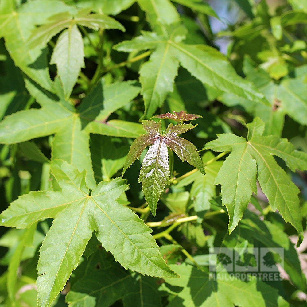 Close-up of green maple leaves with one leaf in the centre displaying a reddish tint, similar to the autumn foliage of the Liquidambar Palo Alto - Sweetgum Tree.