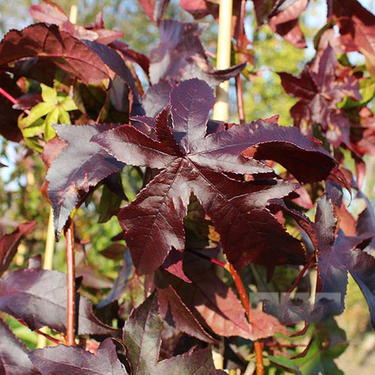 Close-up of maroon Liquidambar Palo Alto leaves showcasing vivid autumn colour against a blurred outdoor background.