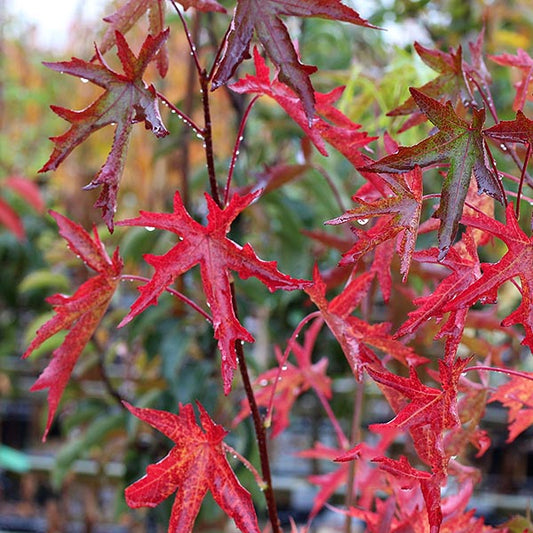 Close-up of vibrant red maple and Liquidambar Red Star - Sweet Gum Tree leaves, adorned with a few water droplets, set against a blurred background of lush greenery.