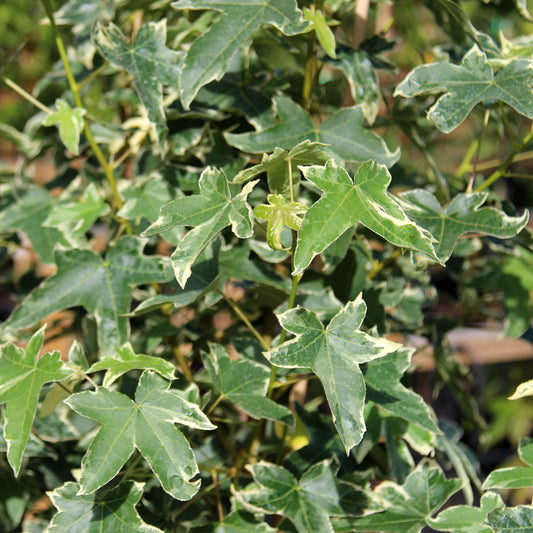 Green maple-like leaves with white edges adorn the branch of a Liquidambar Silver King - Sweet Gum Tree.