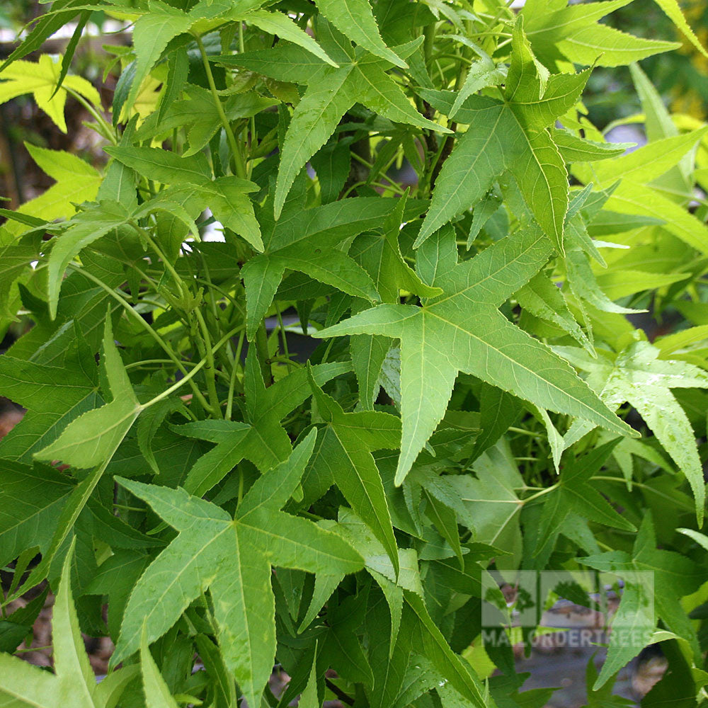 Close-up of numerous bright green, star-shaped leaves on a branch of the Liquidambar Slender Silhouette - Sweet Gum Tree, renowned for its stunning autumn colour.