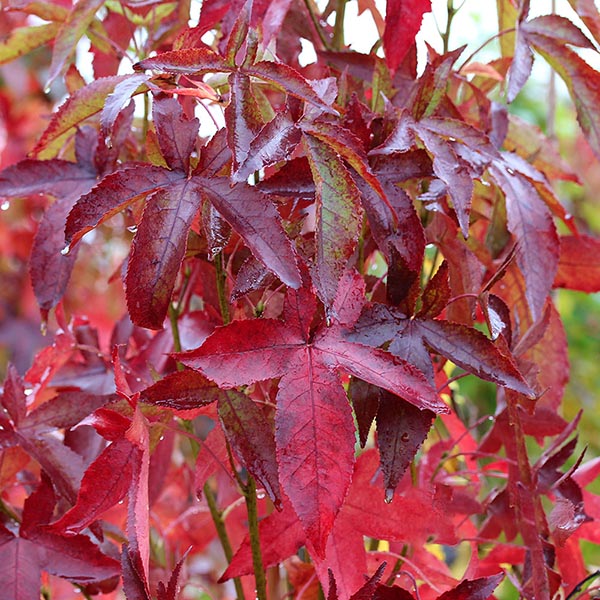 Glossy-textured red maple leaves, glistening with rain, perfectly capture the essence of autumn colours, reflecting the vibrant hues of the Liquidambar Slender Silhouette – Sweet Gum Tree.