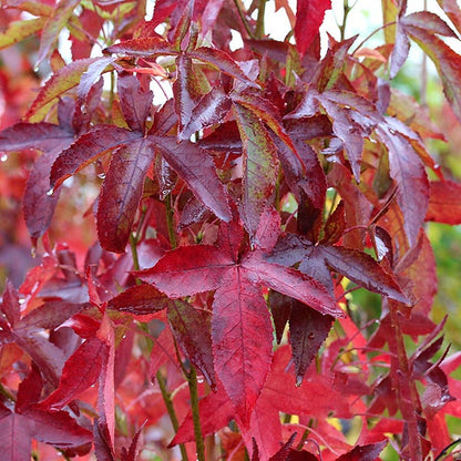 Glossy-textured red maple leaves, glistening with rain, perfectly capture the essence of autumn colours, reflecting the vibrant hues of the Liquidambar Slender Silhouette – Sweet Gum Tree.