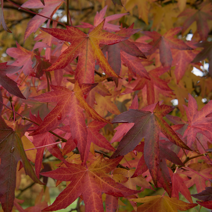 A close-up of the vibrant red and orange autumn leaves on a Liquidambar Worplesdon - Sweet Gum Tree branch, highlighted by touches of mid-green foliage.