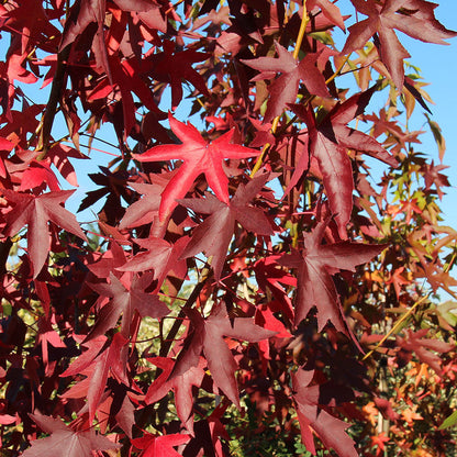 The bright red leaves of the Liquidambar Worplesdon - Sweet Gum Tree contrast beautifully with its mid-green foliage under a clear blue sky, showcasing the vibrant autumn colours.