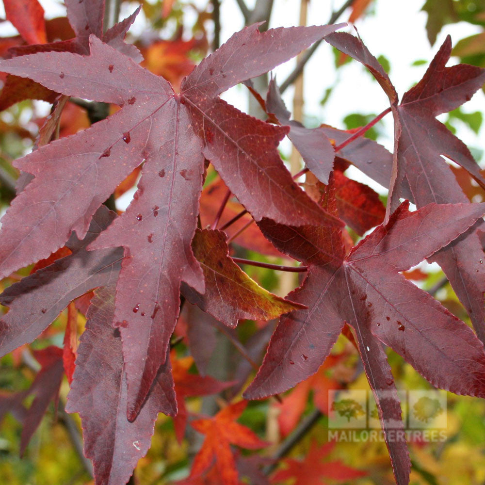 Close-up of vibrant red and orange autumn leaves on a Liquidambar Worplesdon - Sweet Gum Tree branch, highlighted by mid-green foliage and shimmering droplets of water.