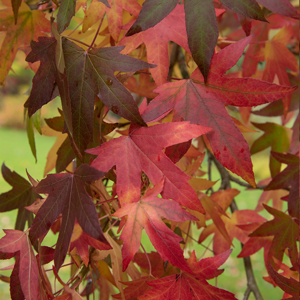 Close-up of vibrant red and orange autumn leaves on a Liquidambar Worplesdon - Sweet Gum Tree branch, highlighted by touches of mid-green foliage.