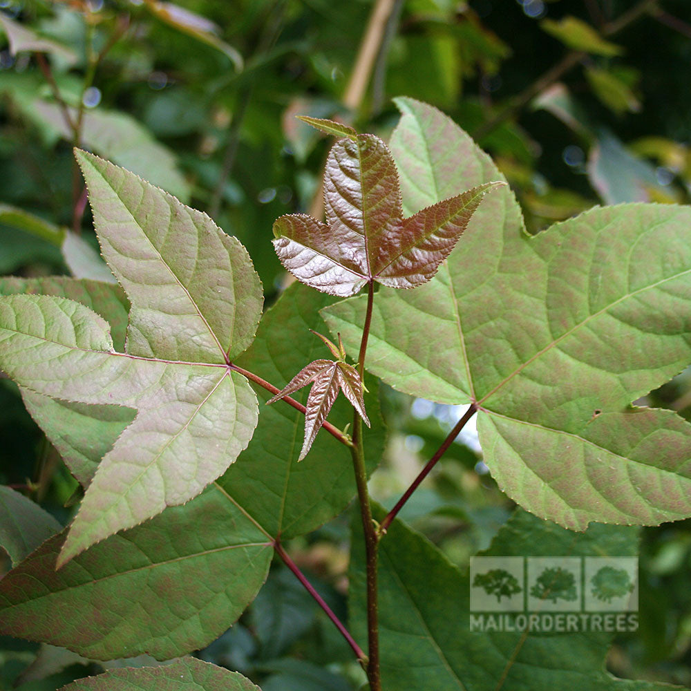 A close-up of a green and red maple leaf accompanied by smaller leaves reflects the bronze-purple tones typical of the Liquidambar acalycina - Chinese Sweet Gum Tree, with additional green maple leaves filling the background. The Mail Order Trees logo is displayed at the bottom right corner.