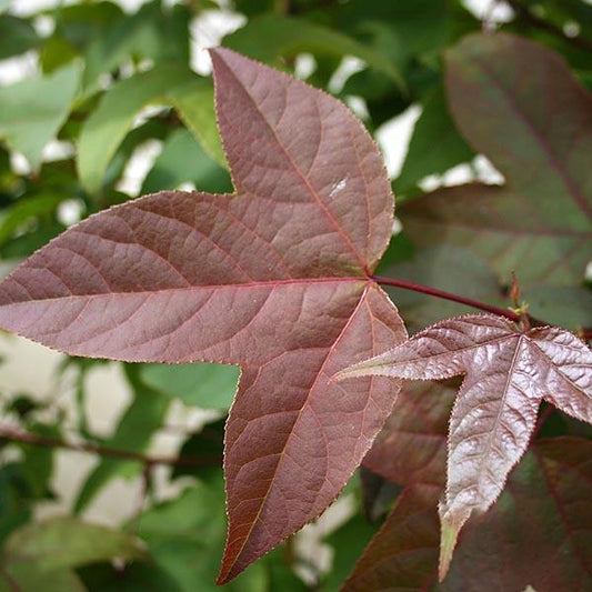 Close-up of the red maple leaves, showcasing their smooth surface and defined veins, reminiscent of the bronze-purple hues found in the Liquidambar acalycina - Chinese Sweet Gum Tree, set against a backdrop of green foliage.