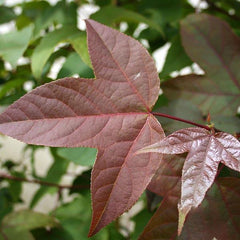 Liquidambar acalycina - Chinese Sweet Gum Tree