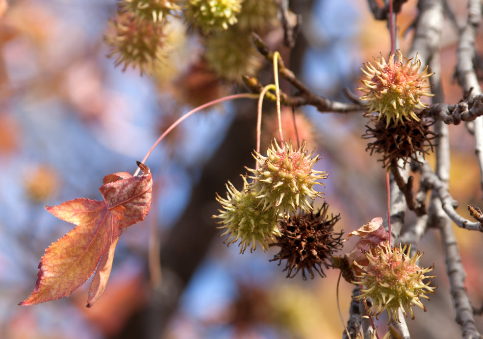 Close-up of sweetgum tree branches with spiky seed pods and a single autumn leaf against a blurred background.