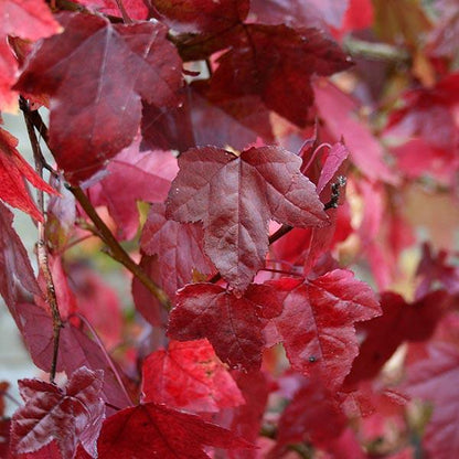 Close-up of vibrant red leaves on a branch of the Liquidambar styraciflua - Sweet Gum Tree, showcasing their rich autumn colour, perfect for specimen planting.