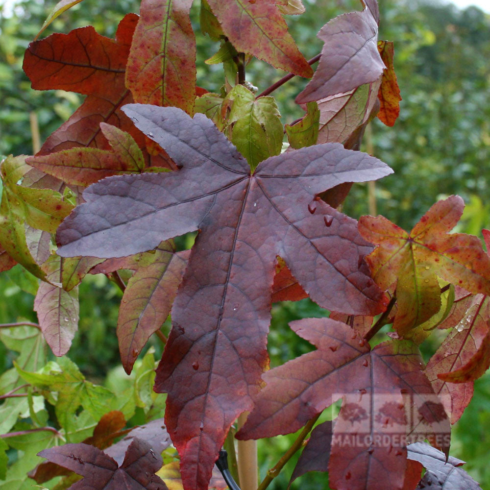 Close-up of red and green Liquidambar styraciflua leaves with visible raindrops, capturing the vivid autumn colour reminiscent of a Sweet Gum Tree.