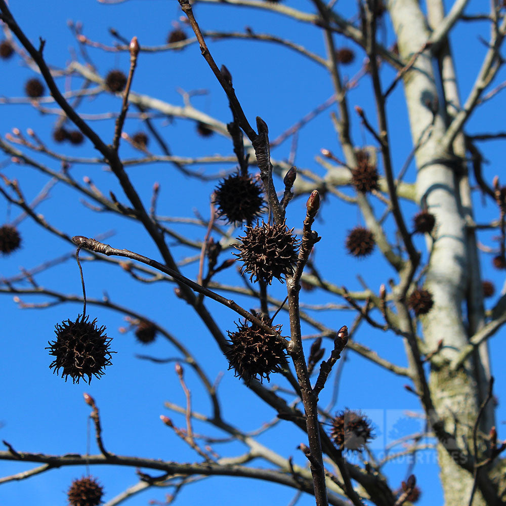 The Liquidambar styraciflua, or Sweet Gum Tree, with its bare branches displays several round, spiky seed pods against the clear blue sky, adding a hint of autumn colour.