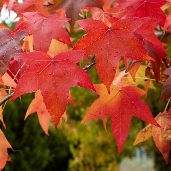 A close-up of vibrant red and orange Liquidambar styraciflua leaves, highlighting the bright autumn colours against a backdrop of blurred green foliage.