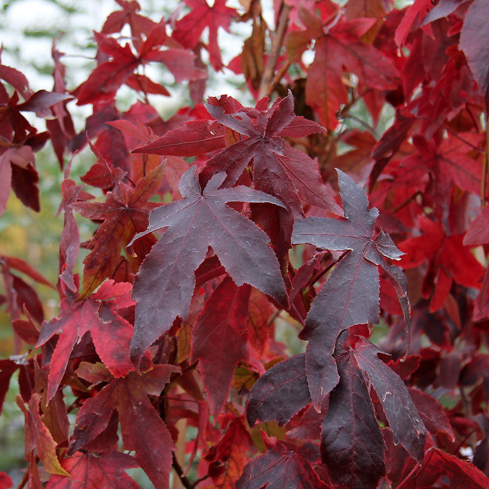 Close-up of the vibrant red and maroon leaves on a Liquidambar styraciflua Thea - Sweet Gum Tree, highlighting the stunning autumn colours.