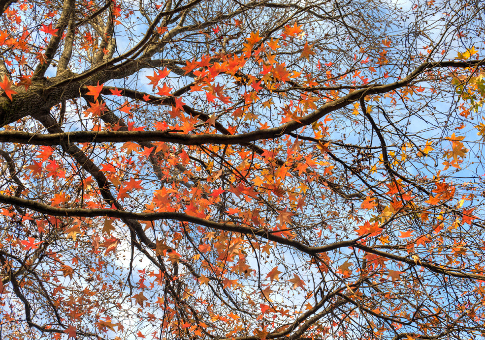 Branches of a tree with vibrant red and orange autumn leaves against a blue sky backdrop.