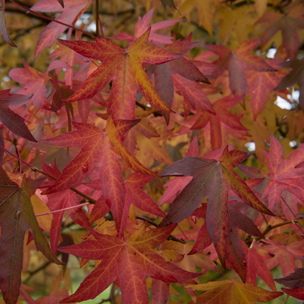 Liquidambar Worplesdon