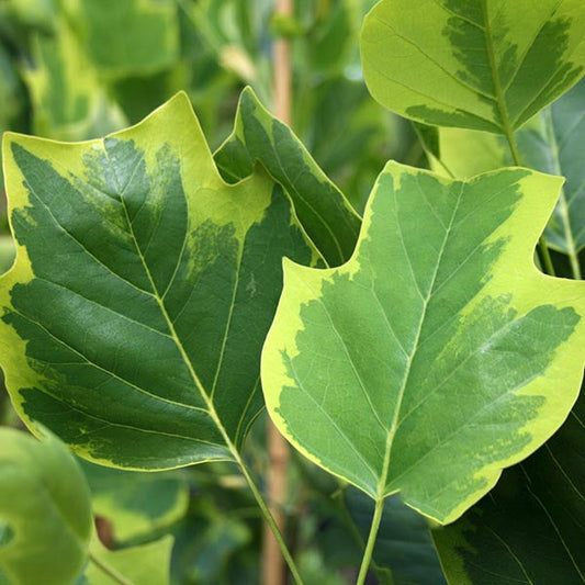 Liriodendron Aureomarginatum - Variegated Tulip Tree