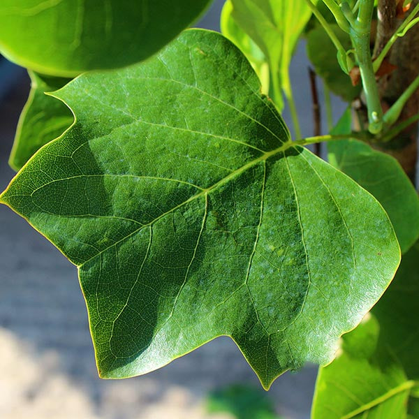 Close-up of a large, green leaf with visible veins and serrated edges, bathed in bright sunlight, from the Liriodendron Fastigiata - Upright Tulip Tree.