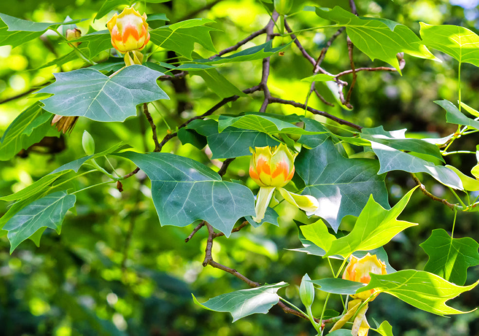 The Majestic Tulip Tree.