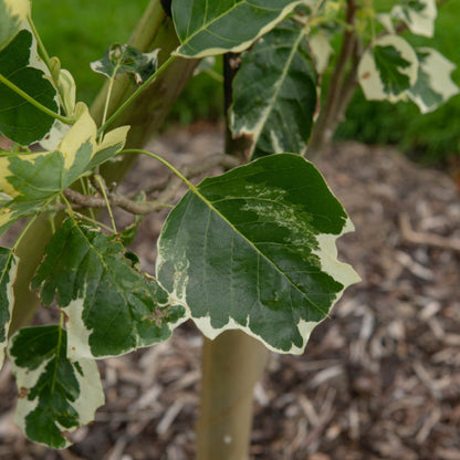 Close-up of the variegated leaves on a Liriodendron tulipifera 'Snow Bird' - Tulip Tree, highlighting green centres with white edges, set against a backdrop of mulch on the ground.