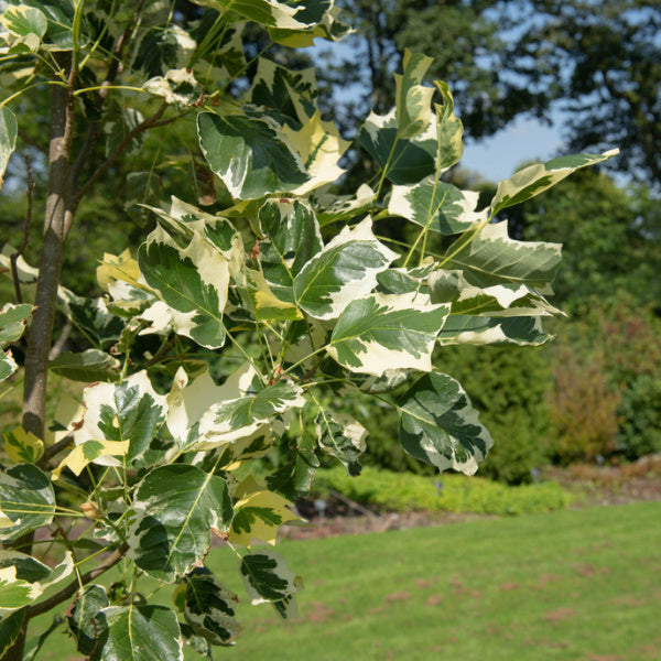 The variegated leaves of the Liriodendron tulipifera 'Snow Bird' - Tulip Tree exhibit a mix of green and cream colours. In the background, a grassy area and additional trees accentuate the distinctive beauty of the Tulip Tree's foliage.