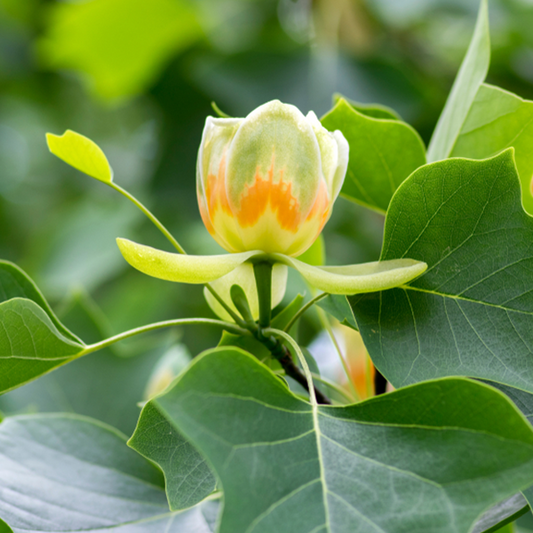 Liriodendron tulipifera - Tulip Tree