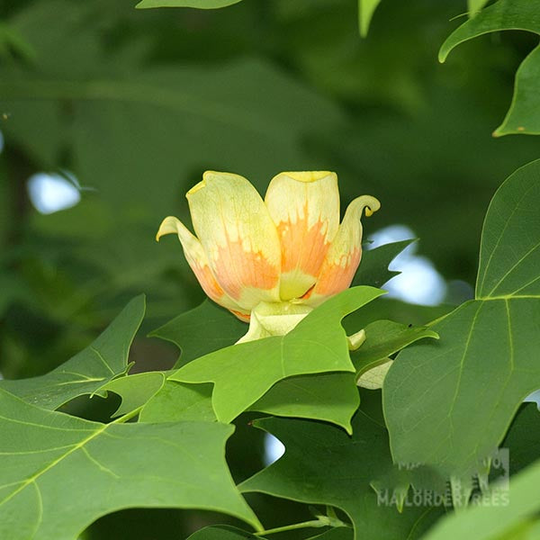 The Liriodendron tulipifera - Tulip Tree features blossoms with orange and yellow-green petals, complemented by vibrant green leaves.