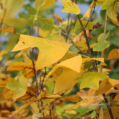 Yellow and green leaves embellish the branches of the Liriodendron tulipifera - Tulip Tree, introducing a whimsical element to the early autumn foliage.