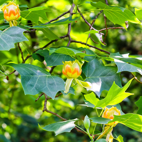 The branches of the Liriodendron tulipifera - Tulip Tree showcase vibrant green leaves adorned with striking yellow-orange flowers, epitomising its natural beauty.