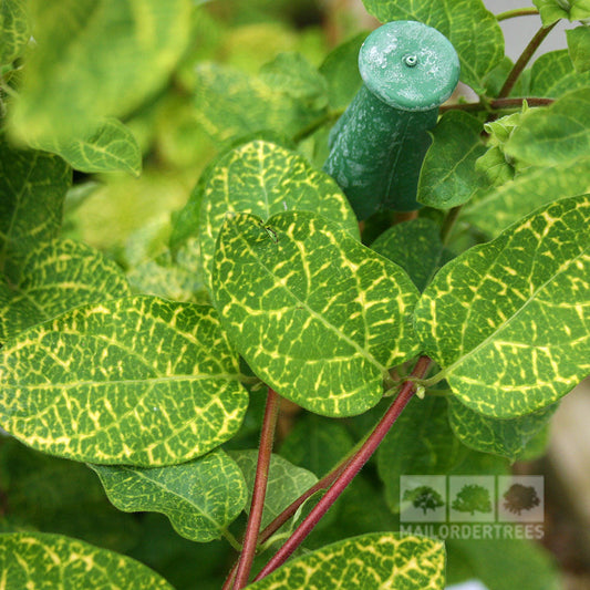 Close-up of variegated green leaves with yellow patterns, reminiscent of the Lonicera Aureoreticulata Japanese Honeysuckle Plant, accompanied by a green cylindrical watering device.