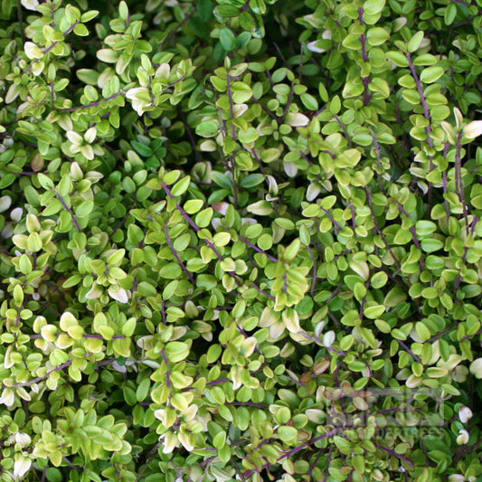 Close-up of dense, green foliage with small leaves resembling a fast-growing compact shrub from Lonicera Baggesens Gold - Golden Shining Honeysuckle.