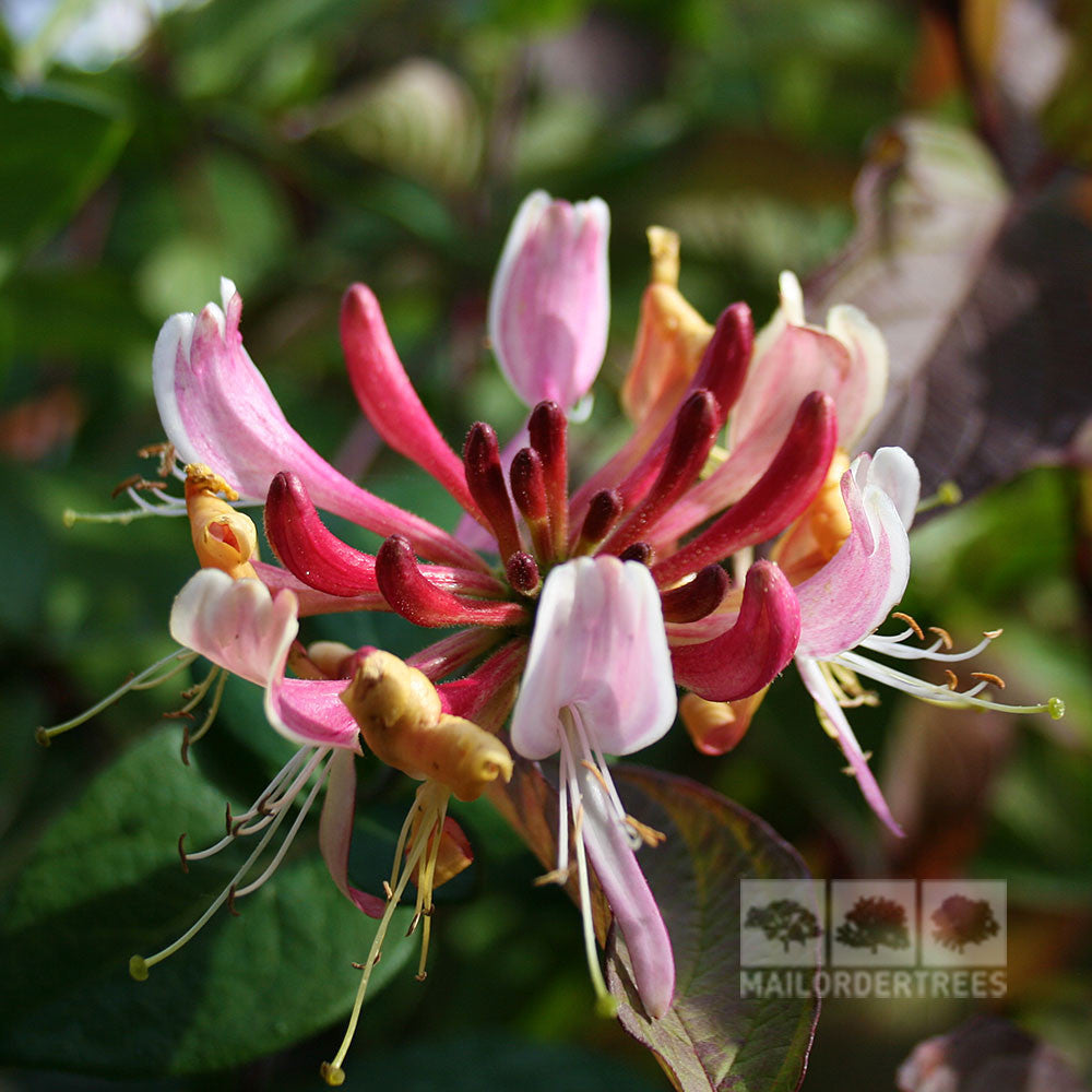 Close-up of a Lonicera Belgica - Early Dutch Honeysuckle, featuring elongated pink and yellow petals and stamens against a leafy backdrop. Its sweet scent makes it a true wildlife attraction.