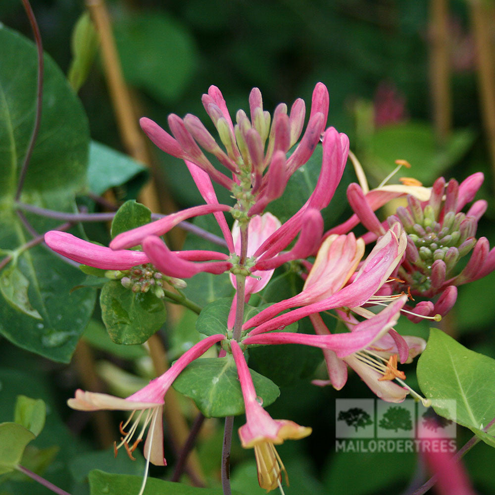 Close-up of the vibrant pink flowers and lush green leaves of Lonicera Gold Flame - Honeysuckle Plant, highlighting its tubular blossoms.