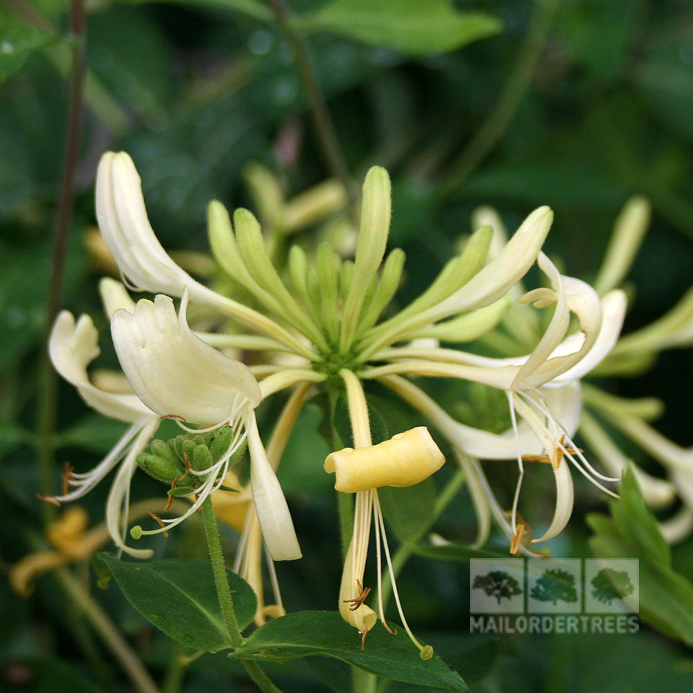 Close-up of a fragrant Lonicera Graham Thomas Honeysuckle flower with creamy-yellow petals and green leaves, attracting eager pollinators.