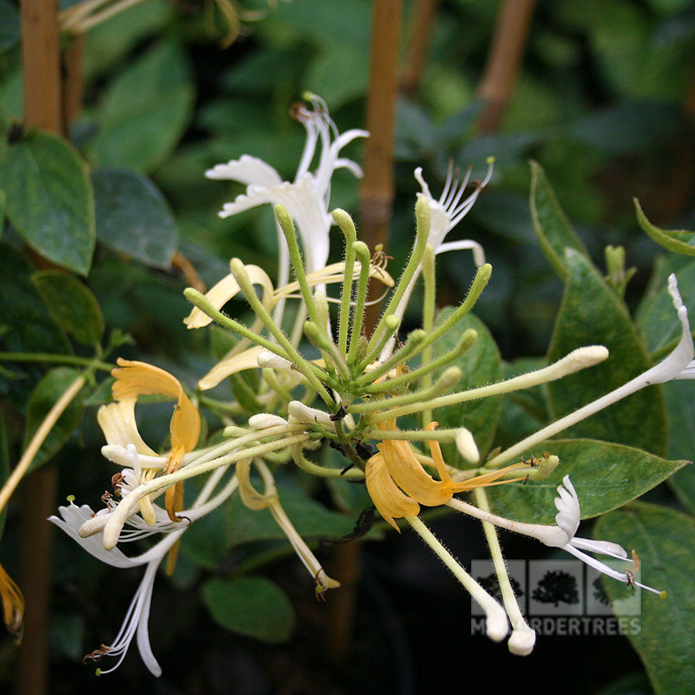 The Lonicera Halliana, or Japanese Honeysuckle, features yellow and fragrant white flowers that beautifully contrast with its lush green leaves.